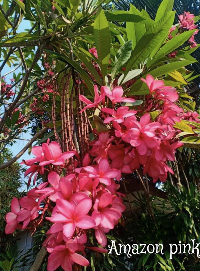 Shop All | J&K Heavenly Plumerias