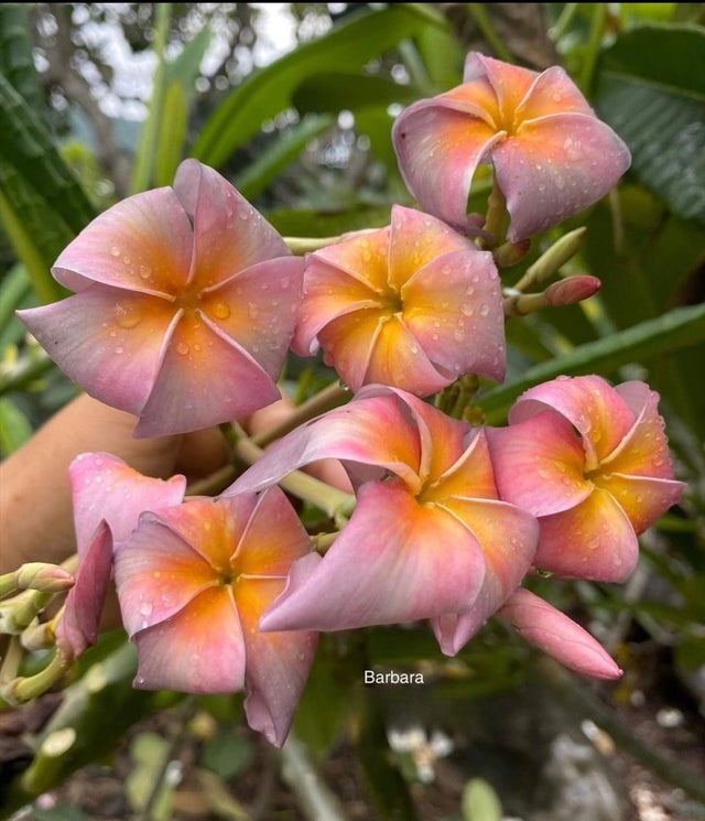 Shop All | J&K Heavenly Plumerias